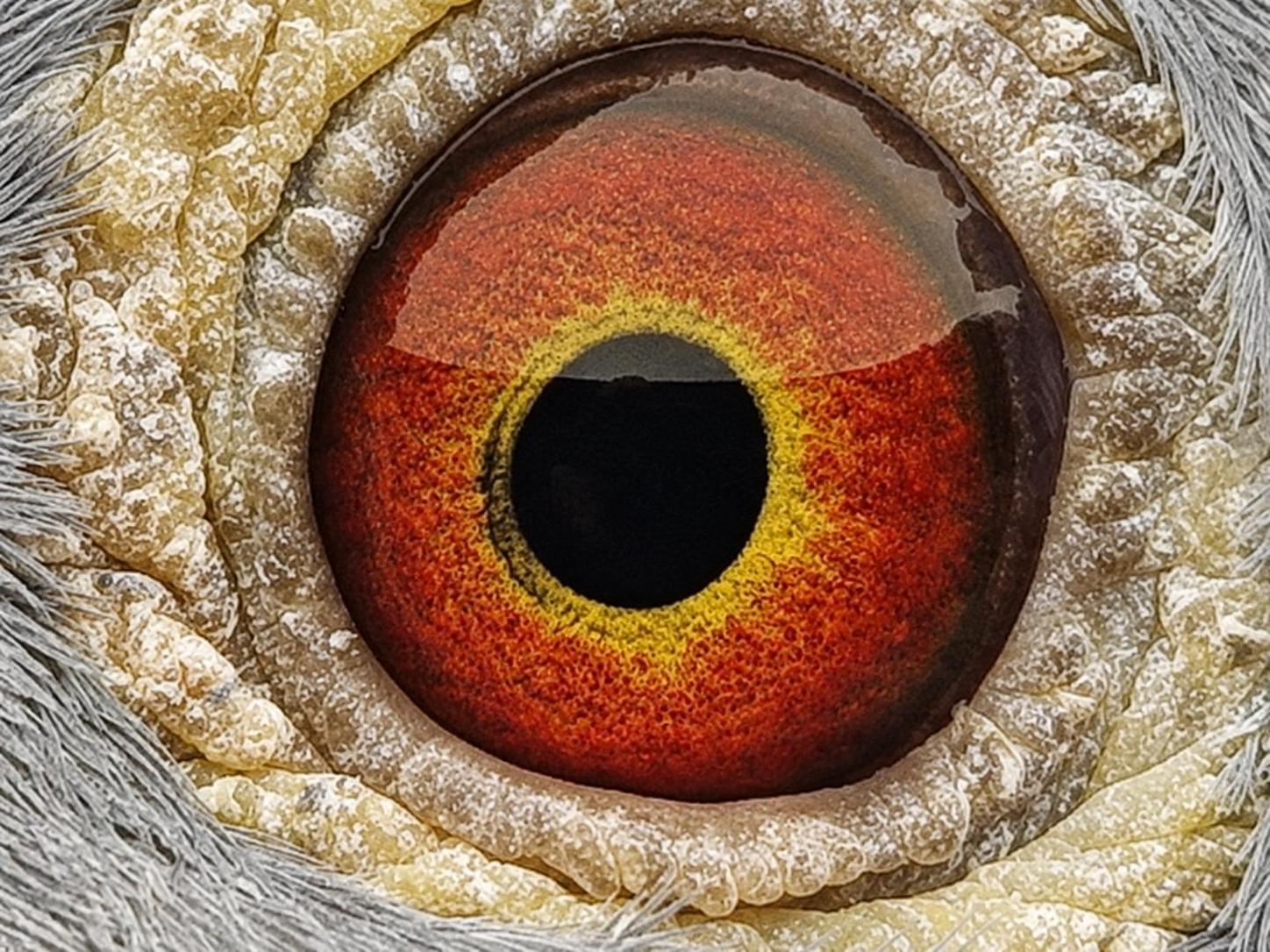 Pigeon eye